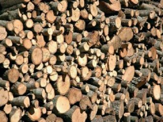 INDUSTRIA FORESTAL 01  ECOLOGIA